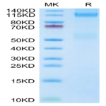 Mouse IGF1R/CD221 Protein (IGF-MM41R)