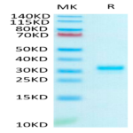 Human IgG1 Fc Protein (IGG-HM001)