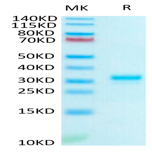 Human IgG1 Fc Protein (IGG-HM001)