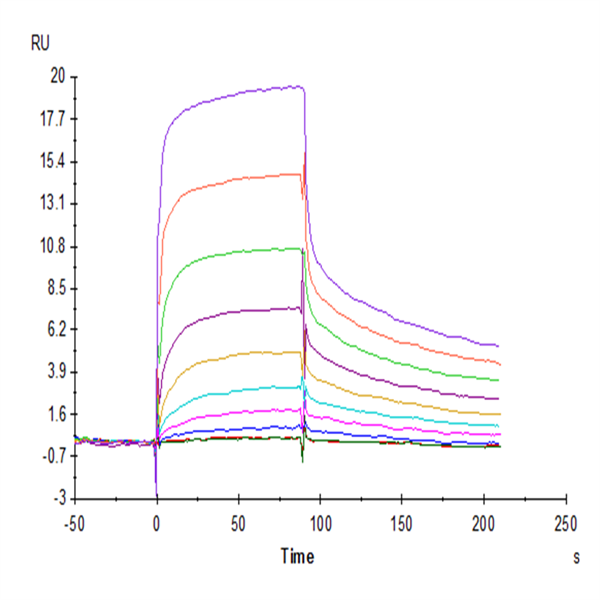 Human IgG4 Fc Protein (IGG-HM004) Human IgG4 Fc Protein (IGG-HM004)