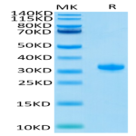 Human IgG4 Fc Protein (IGG-HM004)
