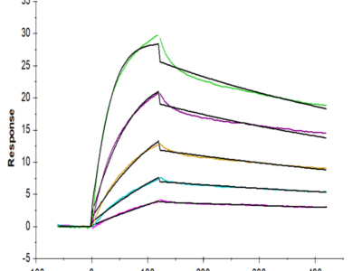 Mouse IgG2a Fc Protein (IGG-MM02A)