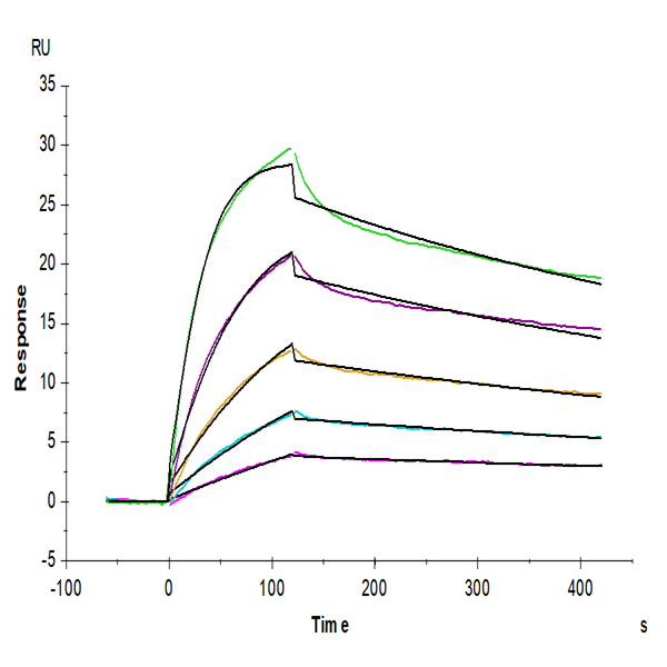 Mouse IgG2a Fc Protein (IGG-MM02A) Mouse IgG2a Fc Protein (IGG-MM02A)