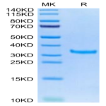 Mouse IgG2a Fc Protein (IGG-MM02A)