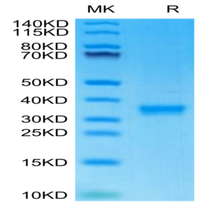 Mouse IgG2C Protein (IGG-MM02C)