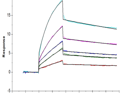 Cynomolgus IL-1 Beta/IL-1F2 Protein (IL1-CE10B)