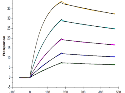 Cynomolgus IL-10 Protein (IL1-CM110)