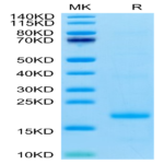 Cynomolgus IL-10 Protein (IL1-CM110)