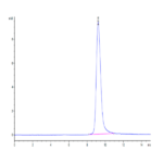 Cynomolgus IL-13 Protein (IL1-CM113)