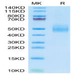 Cynomolgus IL-10 R alpha Protein (IL1-CM1RA)