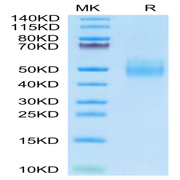 Cynomolgus IL-10 R alpha Protein (IL1-CM1RA)