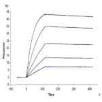 Human IL-1 Beta/IL-1F2 Protein (IL1-HE40B)