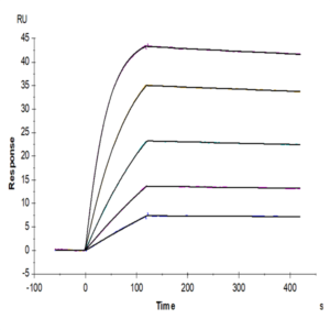 Human IL-1 Beta/IL-1F2 Protein (IL1-HE40B)