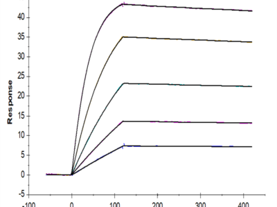 Human IL-1 Beta/IL-1F2 Protein (IL1-HE40B)