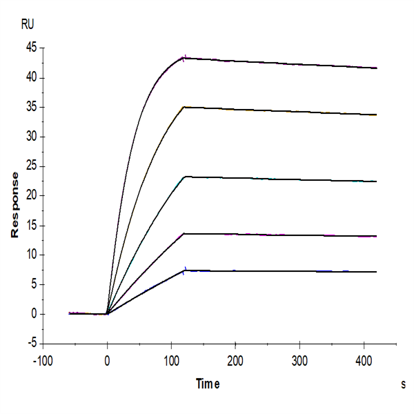 Human IL-1 Beta/IL-1F2 Protein (IL1-HE40B) Human IL-1 Beta/IL-1F2 Protein (IL1-HE40B)