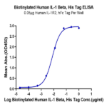 Biotinylated Human IL-1 Beta/IL-1F2 Protein (IL1-HE40BB)