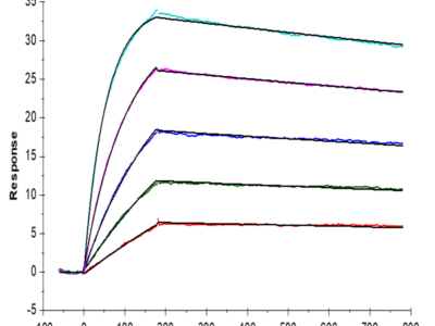 Human IL-10 Protein (IL1-HM010)