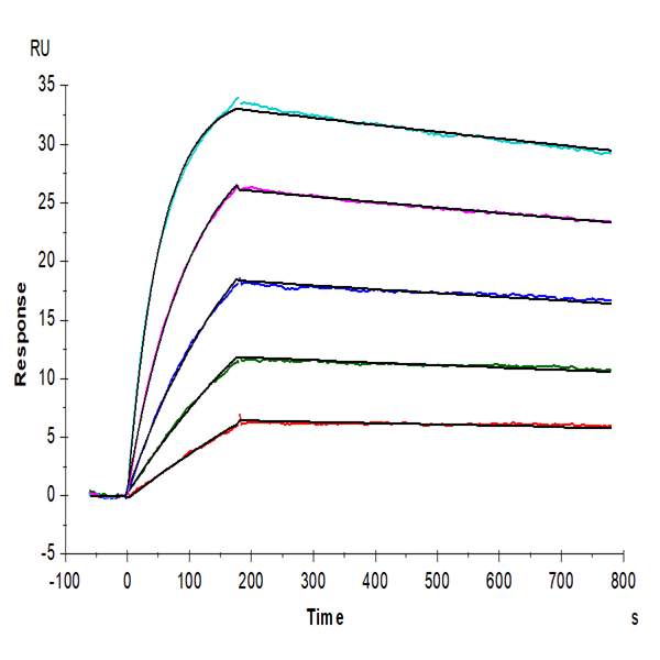 Human IL-10 Protein (IL1-HM010) Human IL-10 Protein (IL1-HM010)