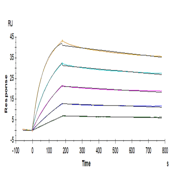 Human IL-17RB Protein (IL1-HM1RB) Human IL-17RB Protein (IL1-HM1RB)