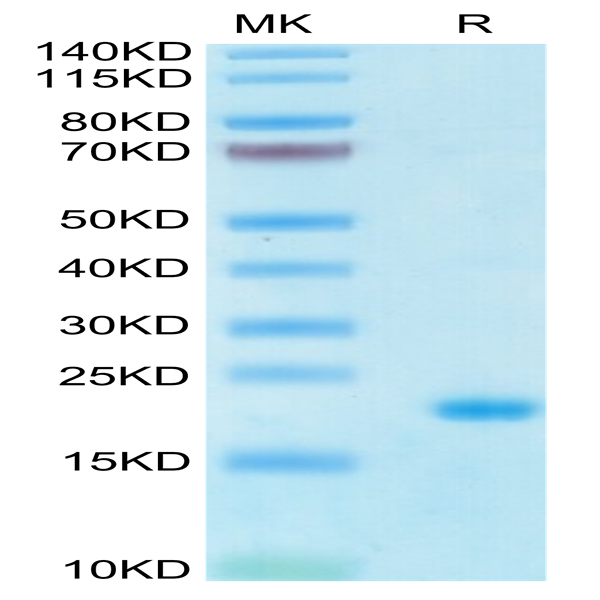 Human IL-10 Protein (IL1-HM410)