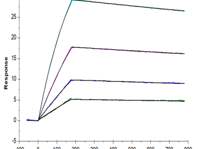 Biotinylated Human IL-10 Protein (IL1-HM410B)