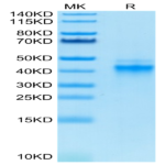 Biotinylated Human IL-12 Protein (IL1-HM412B)