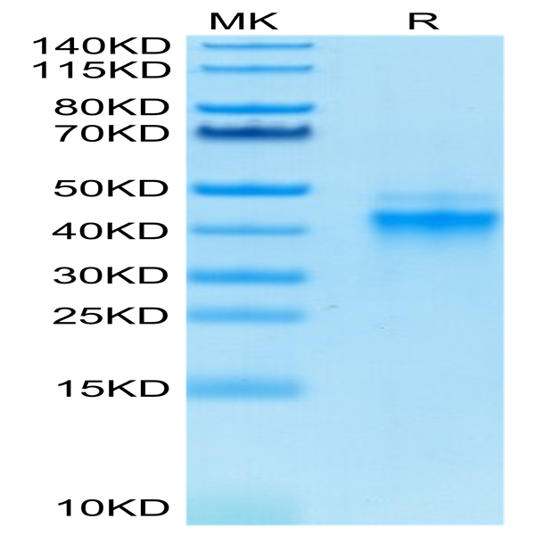 Biotinylated Human IL-12 Protein (IL1-HM412B)