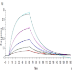 Human IL-13 Protein (IL1-HM413)