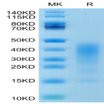 Human IL-13 Protein (IL1-HM413)
