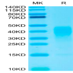 Biotinylated Human IL-13 Protein (IL1-HM413B)