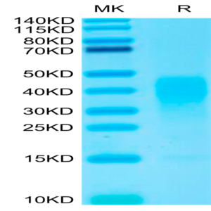 Biotinylated Human IL-13 Protein (IL1-HM413B)