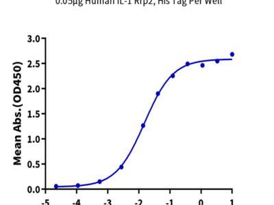 Human IL-1 Rrp2/IL-1 R6 Protein (IL1-HM4L2)