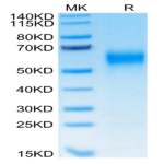 Human IL-1R3/IL-1 RAcP Protein (IL1-HM4R3)