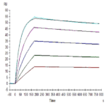 Human IL-10 R alpha Protein (IL1-HM4RA)