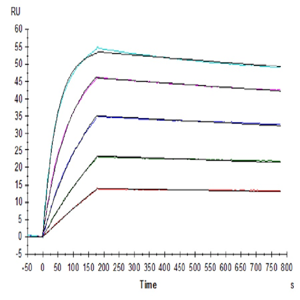 Human IL-10 R alpha Protein (IL1-HM4RA)