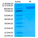 Biotinylated Human IL-17R alpha/CD217 Protein (IL1-HM5RAB)