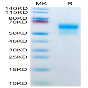 Mouse IL-1R2/IL-1 RII/CD121b Protein (IL1-MM1R2)