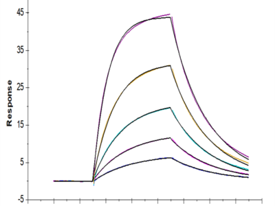 Cynomolgus IL-22 Protein (IL2-CM122)