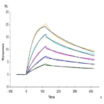 Cynomolgus IL-23 alpha&Mouse IL-12 beta Protein (IL2-CM1AB)