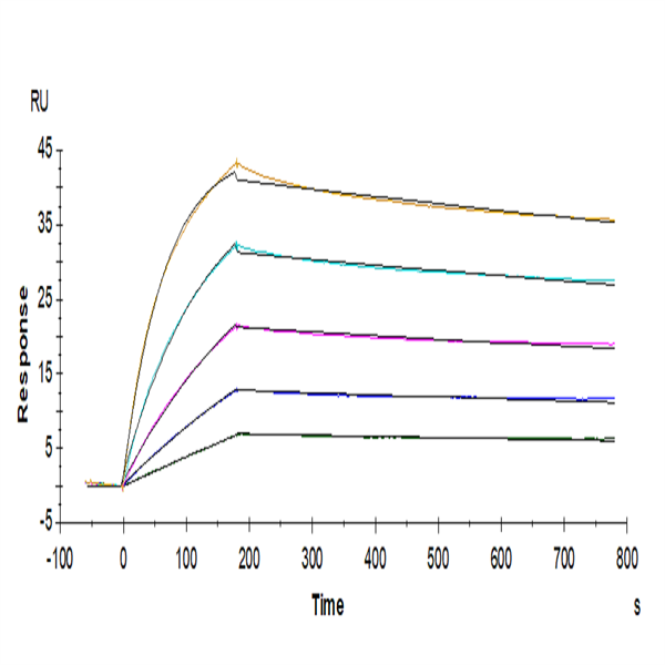 Human IL-25/IL-17E Protein (IL2-HM125) Human IL-25/IL-17E Protein (IL2-HM125)