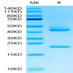 Human IL-23 alpha&IL-12 beta Protein (IL2-HM1AB)