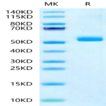 Human IL-23 P19/IL-23A Protein (IL2-HM219)