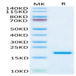 Human IL-20 Protein (IL2-HM220)