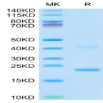 Biotinylated Mouse IL-21 Protein (IL2-ME421B)