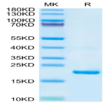Biotinylated Mouse IL-22 Protein (IL2-ME422B)