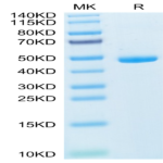 Mouse IL-20 Protein (IL2-MM120)