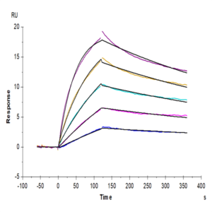 Mouse IL-23 alpha&IL-12 beta Protein (IL2-MM1AB)