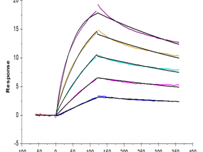 Mouse IL-23 alpha&IL-12 beta Protein (IL2-MM1AB)