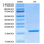 Mouse IL-20 Protein (IL2-MM220)