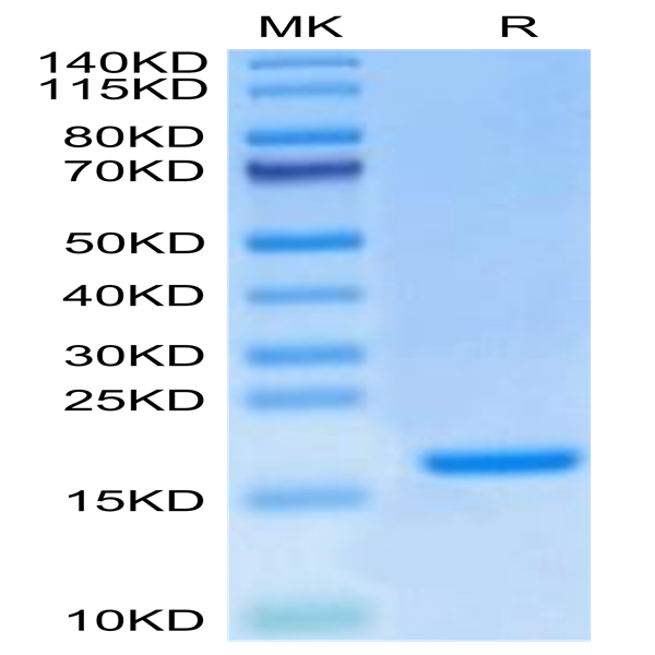 Mouse IL-20 Protein (IL2-MM220)